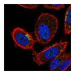 Atlas Antibodies Anti-ZDHHC7 Antibody