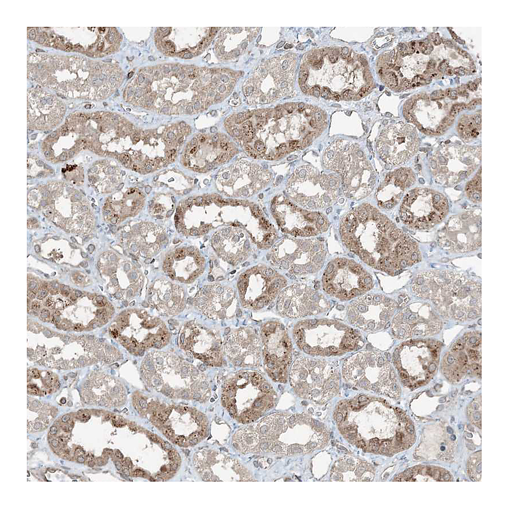 Atlas Antibodies Anti-ZFAND2B Antibody