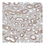 Atlas Antibodies Anti-ZFAND2B Antibody