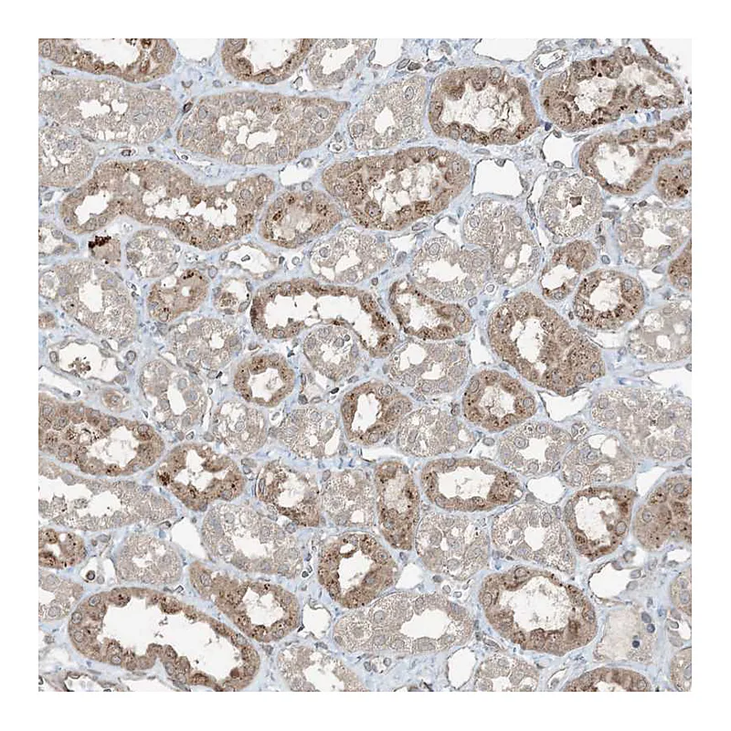 Atlas Antibodies Anti-ZFAND2B Antibody