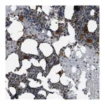 Atlas Antibodies Anti-ZFAND2A Antibody