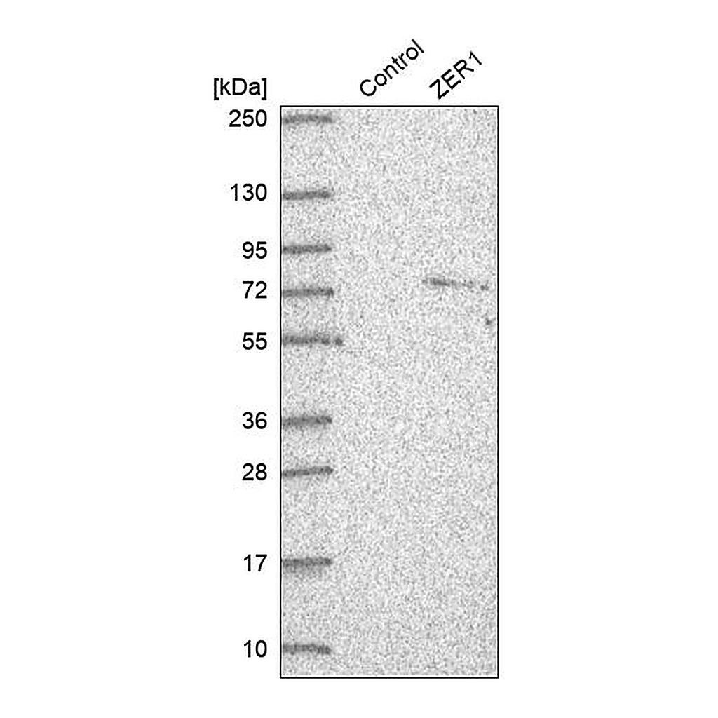 Atlas Antibodies Anti-ZER1 Antibody