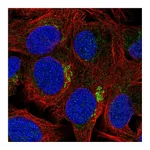 Atlas Antibodies Anti-ZFAND4 Antibody