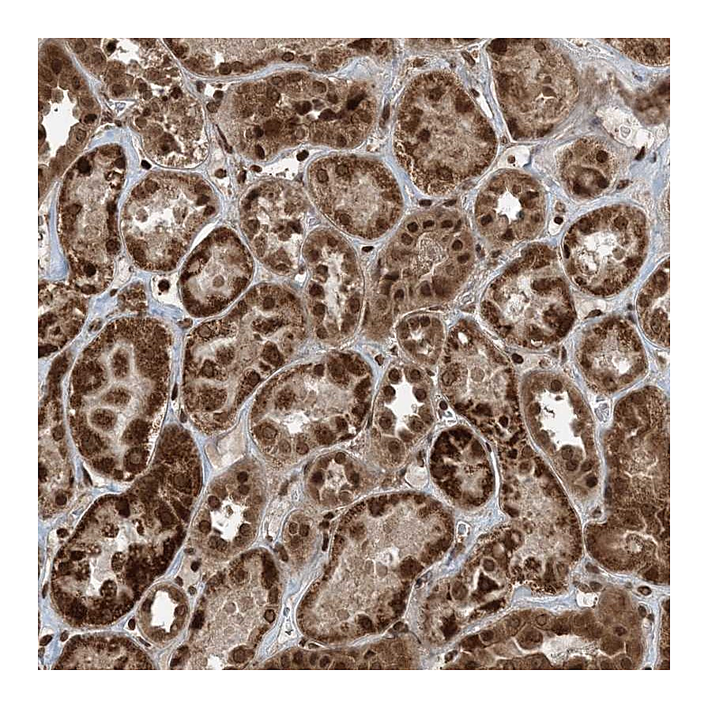 Atlas Antibodies Anti-ZFAND2B Antibody