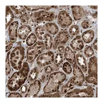 Atlas Antibodies Anti-ZFAND2B Antibody