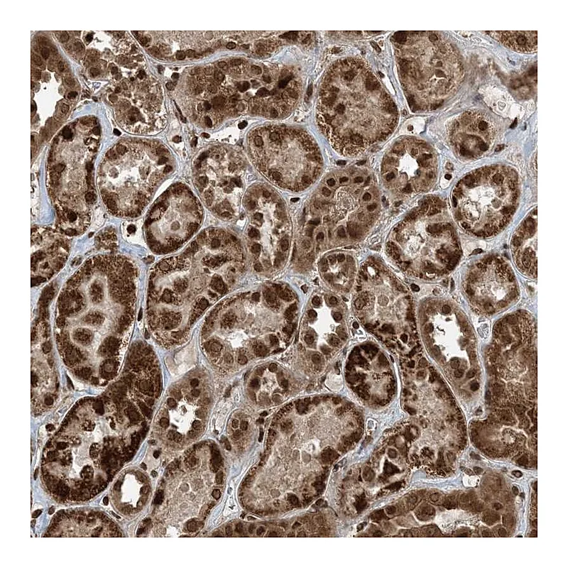 Atlas Antibodies Anti-ZFAND2B Antibody