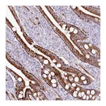 Atlas Antibodies Anti-ZFAND4 Antibody