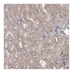 Atlas Antibodies Anti-ZFAND6 Antibody