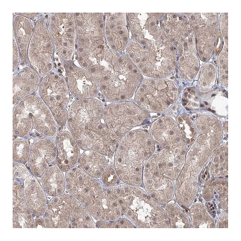 Atlas Antibodies Anti-ZFAND6 Antibody