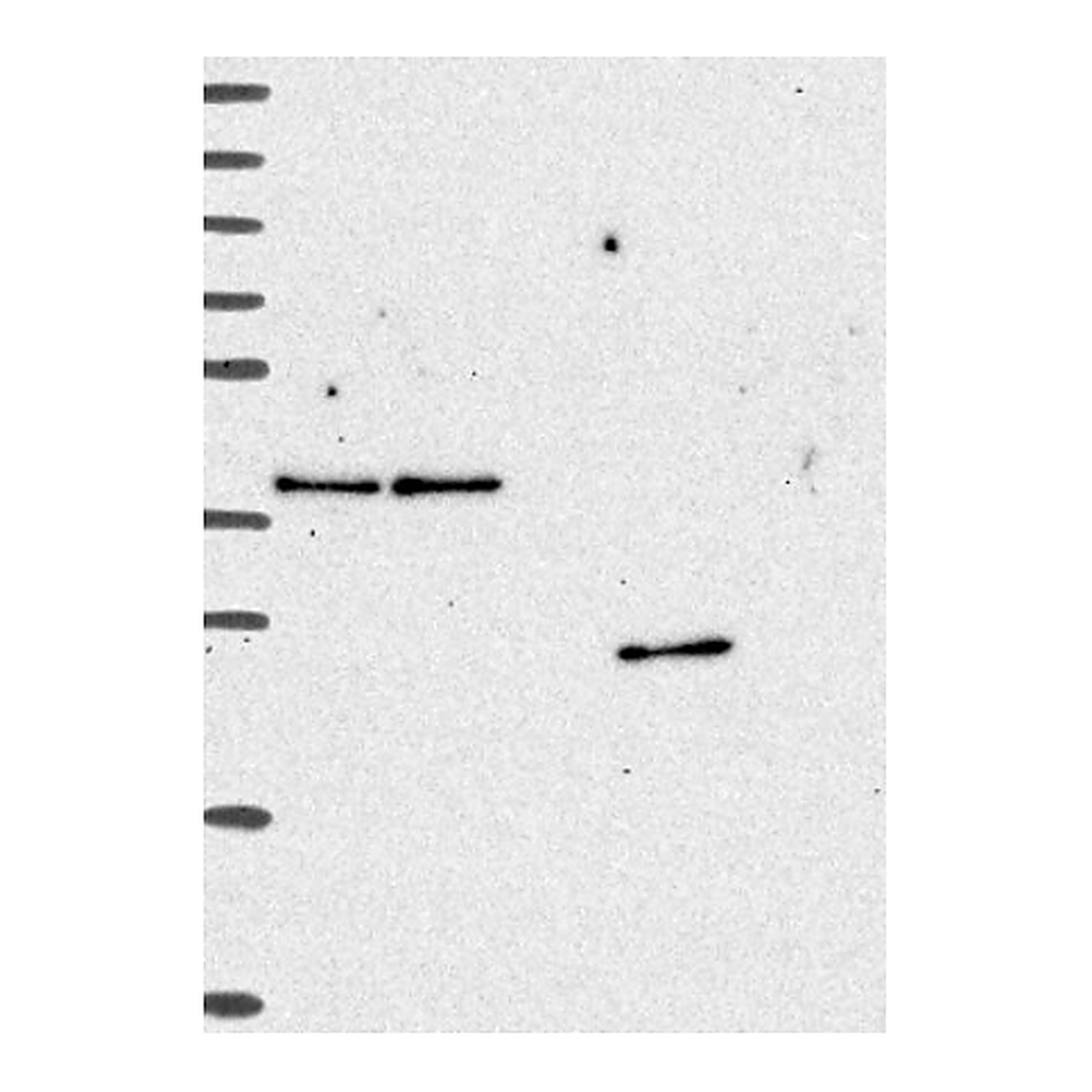 Atlas Antibodies Anti-ZFAND6 Antibody