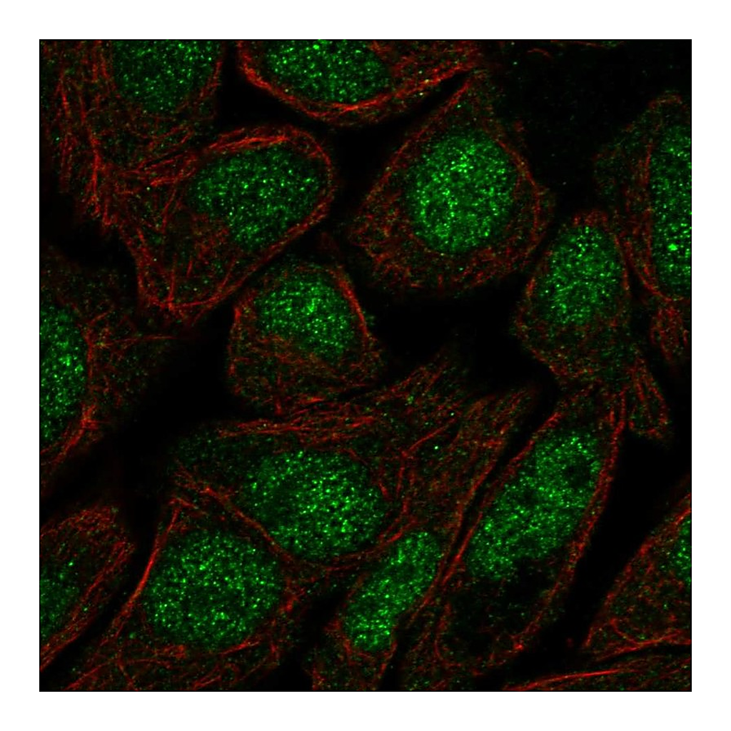 Atlas Antibodies Anti-ZFP1 Antibody