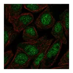 Atlas Antibodies Anti-ZFP1 Antibody