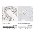 Atlas Antibodies Anti-ZFC3H1 Antibody