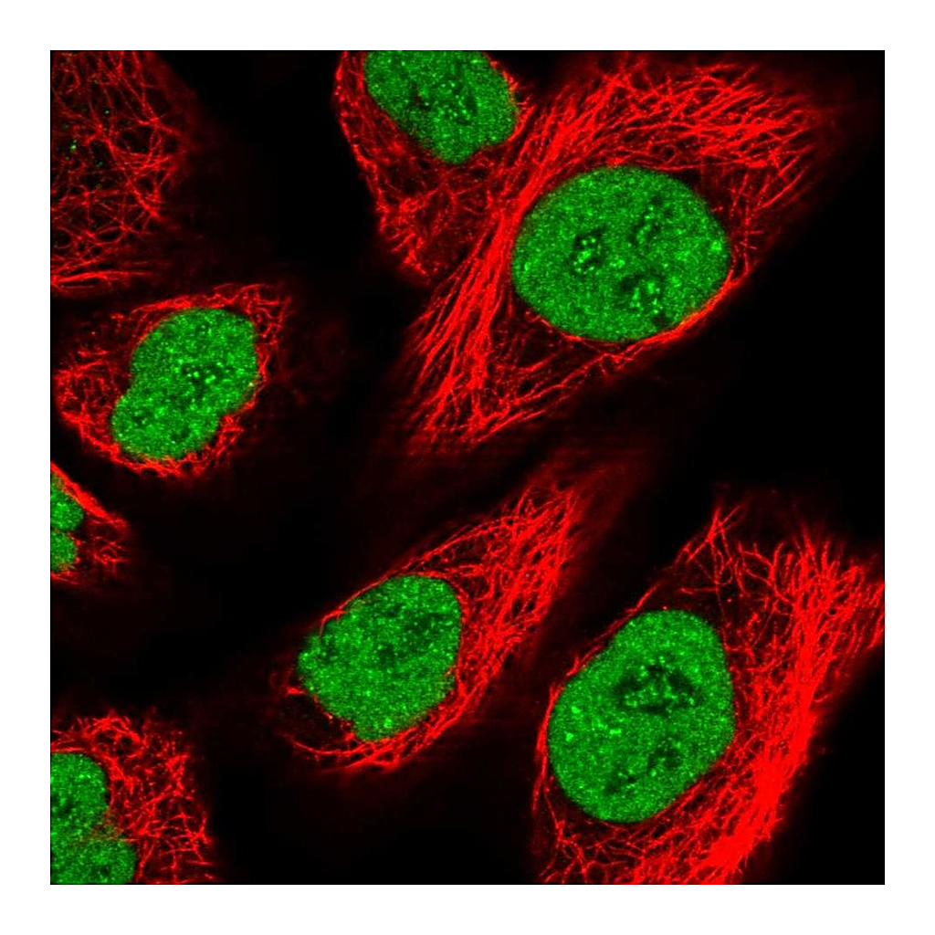 Atlas Antibodies Anti-ZFHX4 Antibody