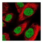 Atlas Antibodies Anti-ZFHX4 Antibody