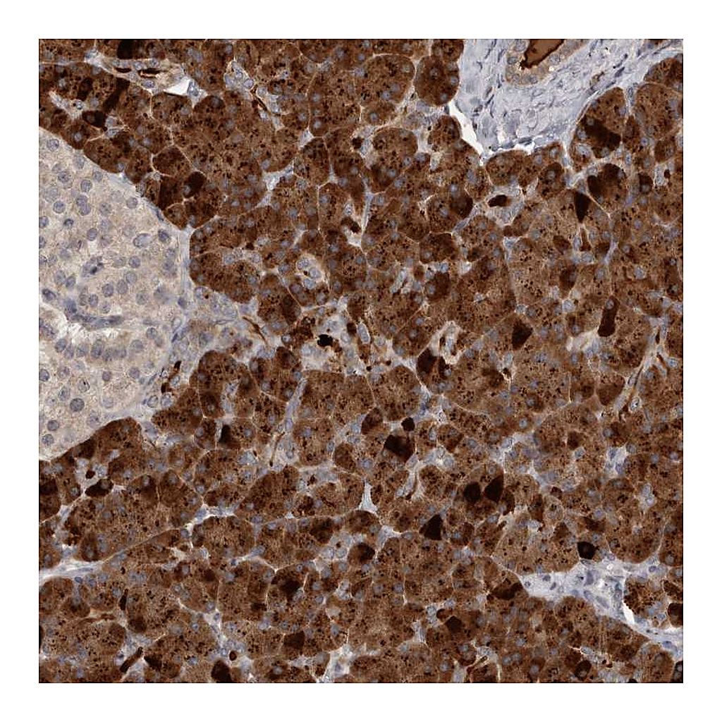 Atlas Antibodies Anti-ZFP14 Antibody