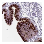 Atlas Antibodies Anti-ZFP2 Antibody