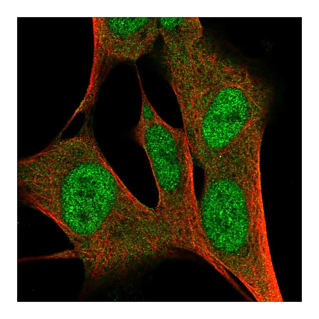 Atlas Antibodies Anti-ZFP3 Antibody