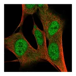Atlas Antibodies Anti-ZFP3 Antibody