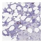 Atlas Antibodies Anti-ZFP37 Antibody