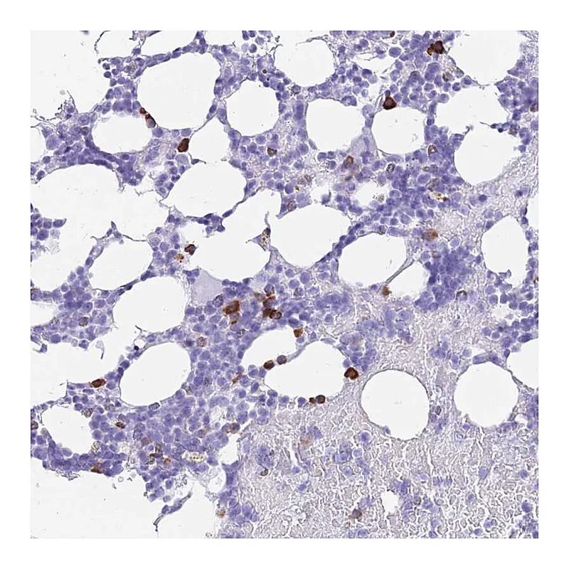 Atlas Antibodies Anti-ZFP37 Antibody