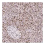 Atlas Antibodies Anti-ZFP41 Antibody