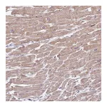 Atlas Antibodies Anti-ZFP57 Antibody