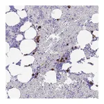 Atlas Antibodies Anti-ZFP62 Antibody