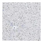 Atlas Antibodies Anti-ZFP64 Antibody
