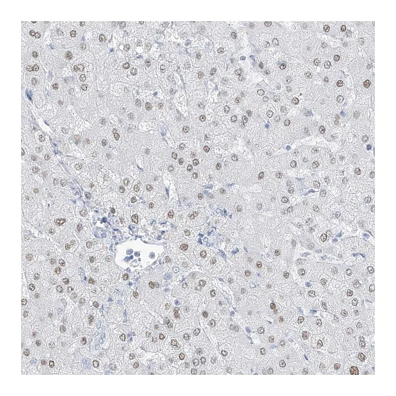 Atlas Antibodies Anti-ZFP64 Antibody