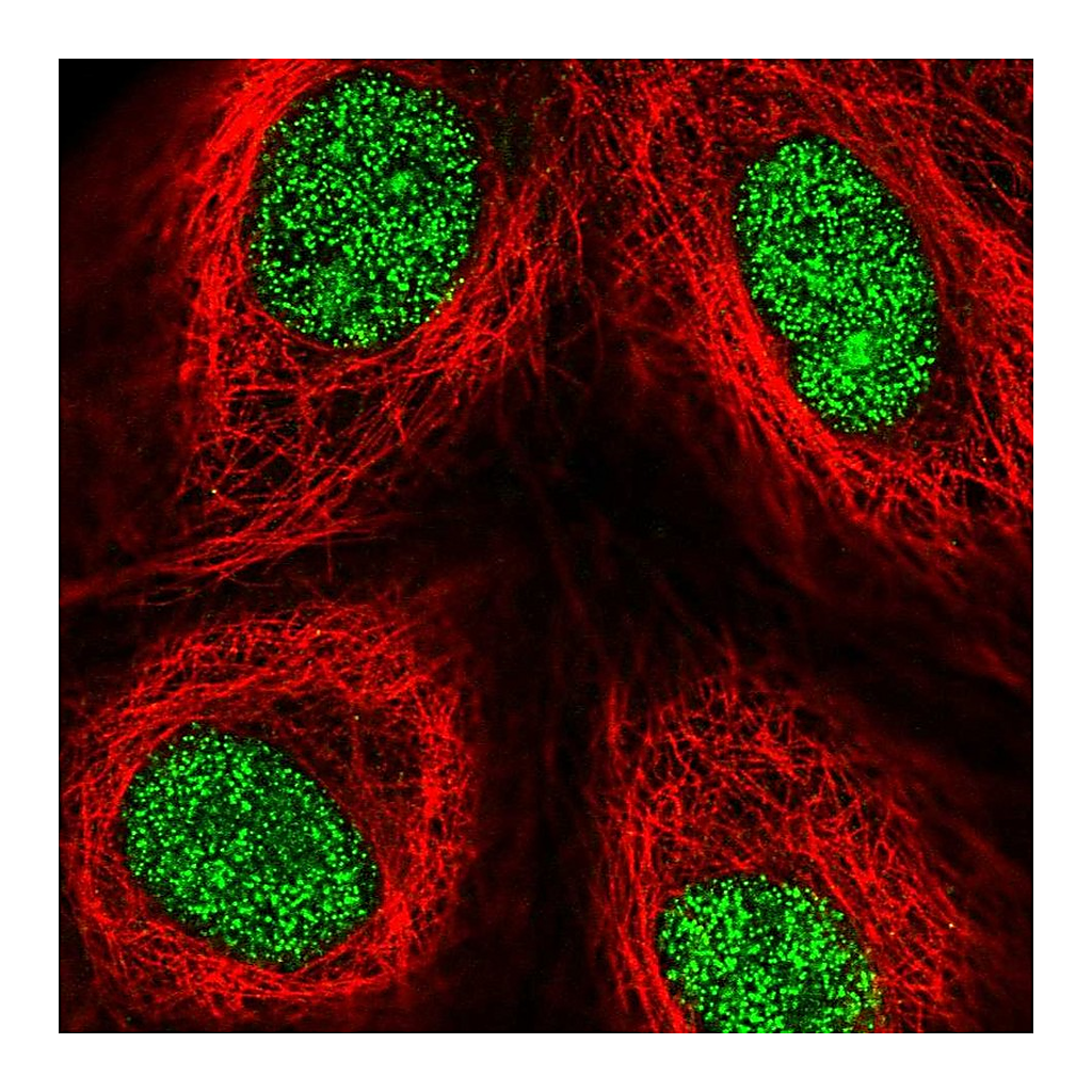 Atlas Antibodies Anti-ZFP69 Antibody