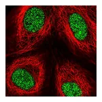 Atlas Antibodies Anti-ZFP69 Antibody