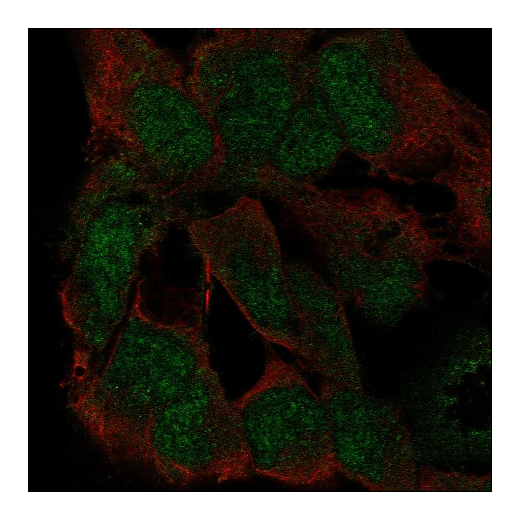 Atlas Antibodies Anti-ZFP82 Antibody