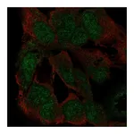 Atlas Antibodies Anti-ZFP82 Antibody