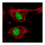 Atlas Antibodies Anti-ZFP91 Antibody