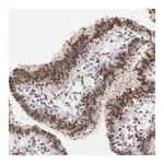Atlas Antibodies Anti-ZFP92 Antibody