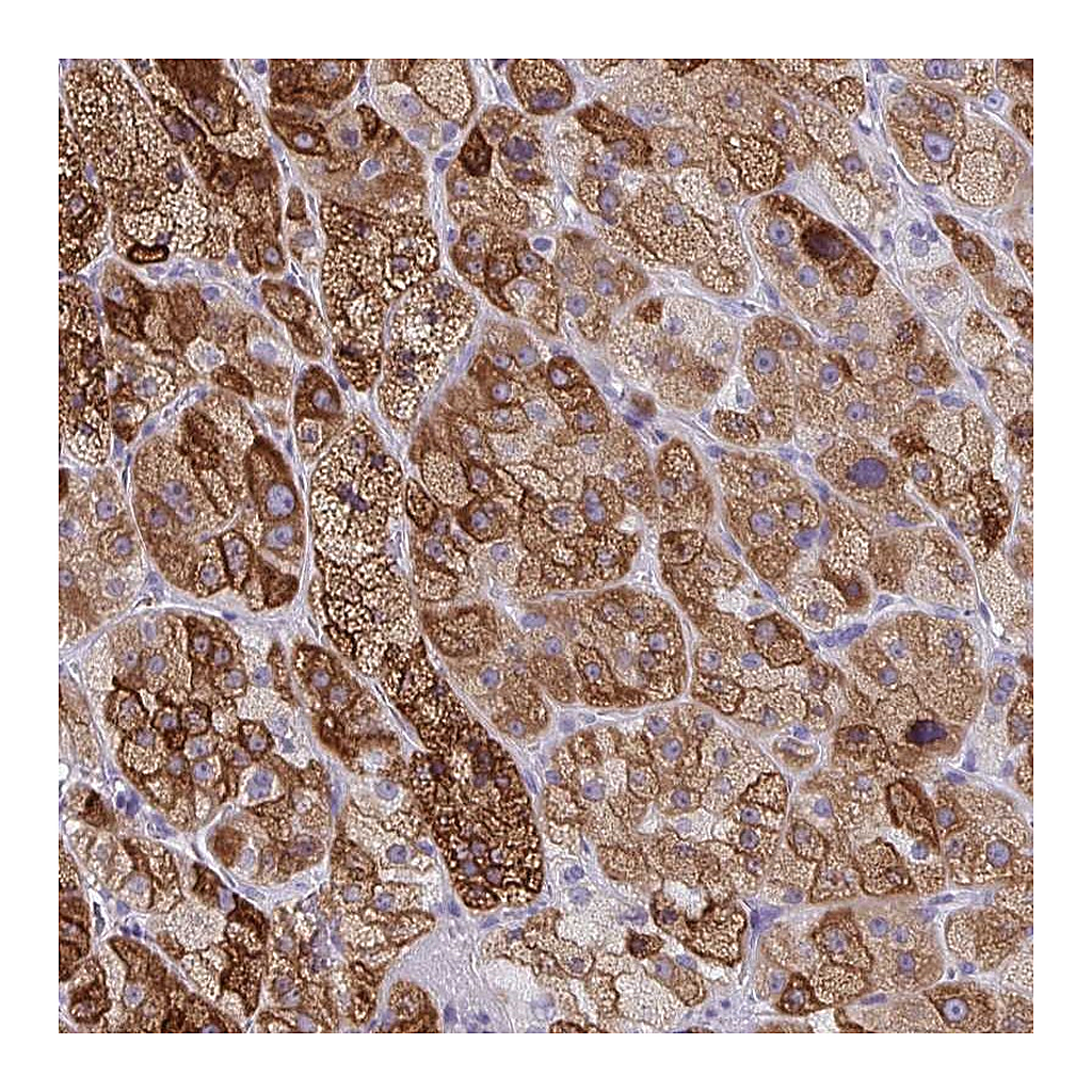 Atlas Antibodies Anti-ZFP82 Antibody