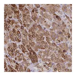 Atlas Antibodies Anti-ZFP82 Antibody
