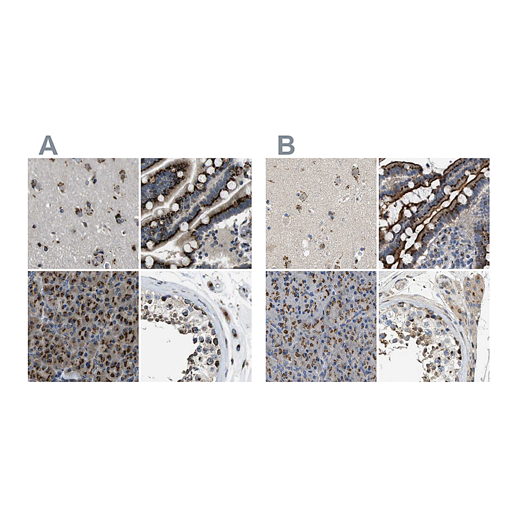 Atlas Antibodies Anti-ZFPL1 Antibody