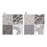 Atlas Antibodies Anti-ZFPL1 Antibody