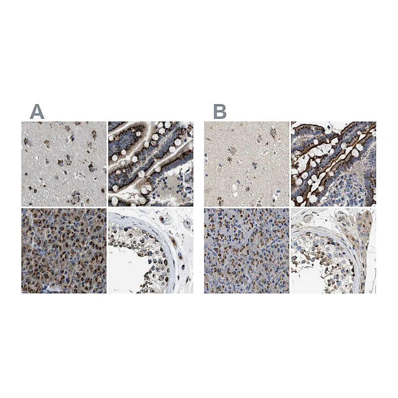 Atlas Antibodies Anti-ZFPL1 Antibody