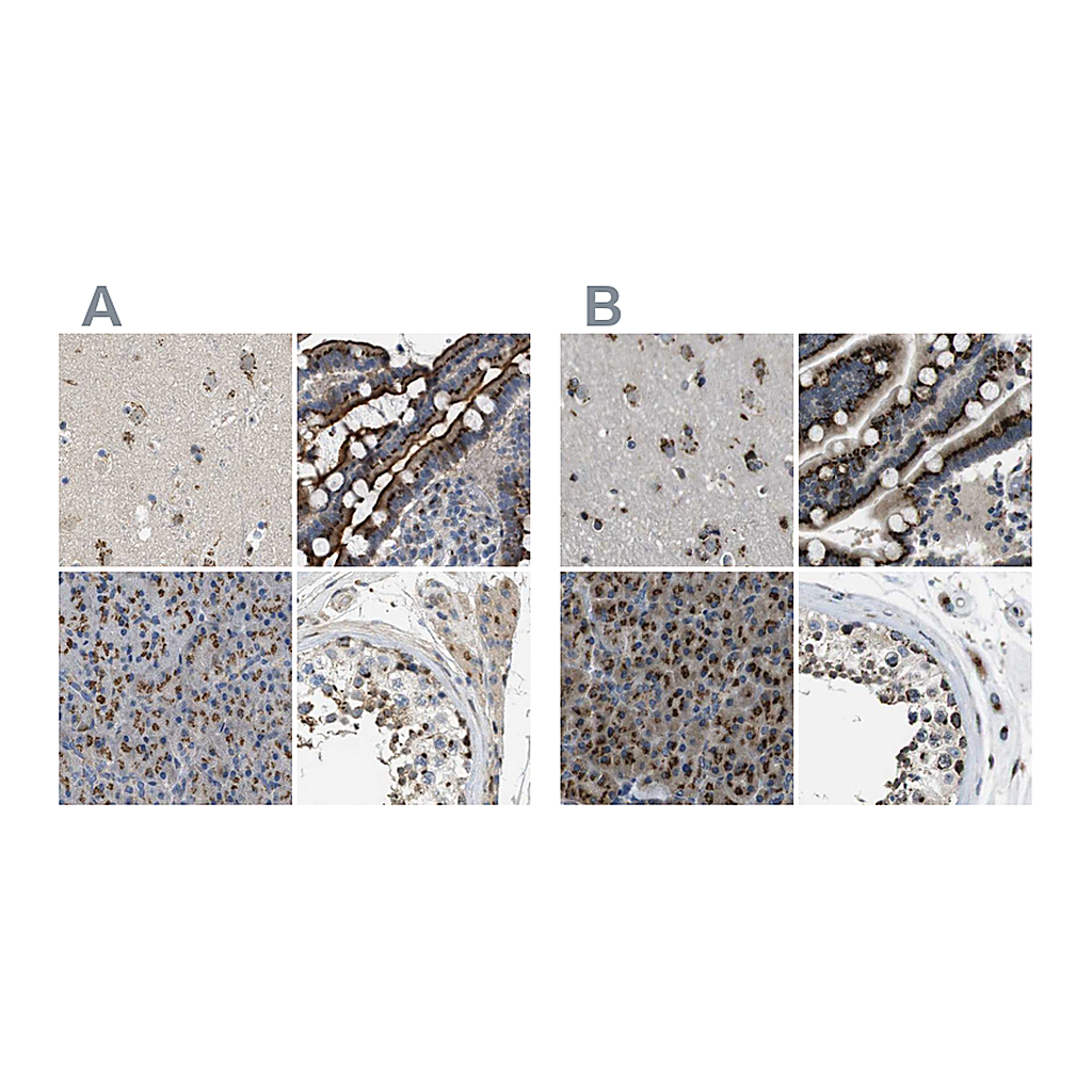 Atlas Antibodies Anti-ZFPL1 Antibody