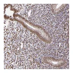 Atlas Antibodies Anti-ZFX Antibody