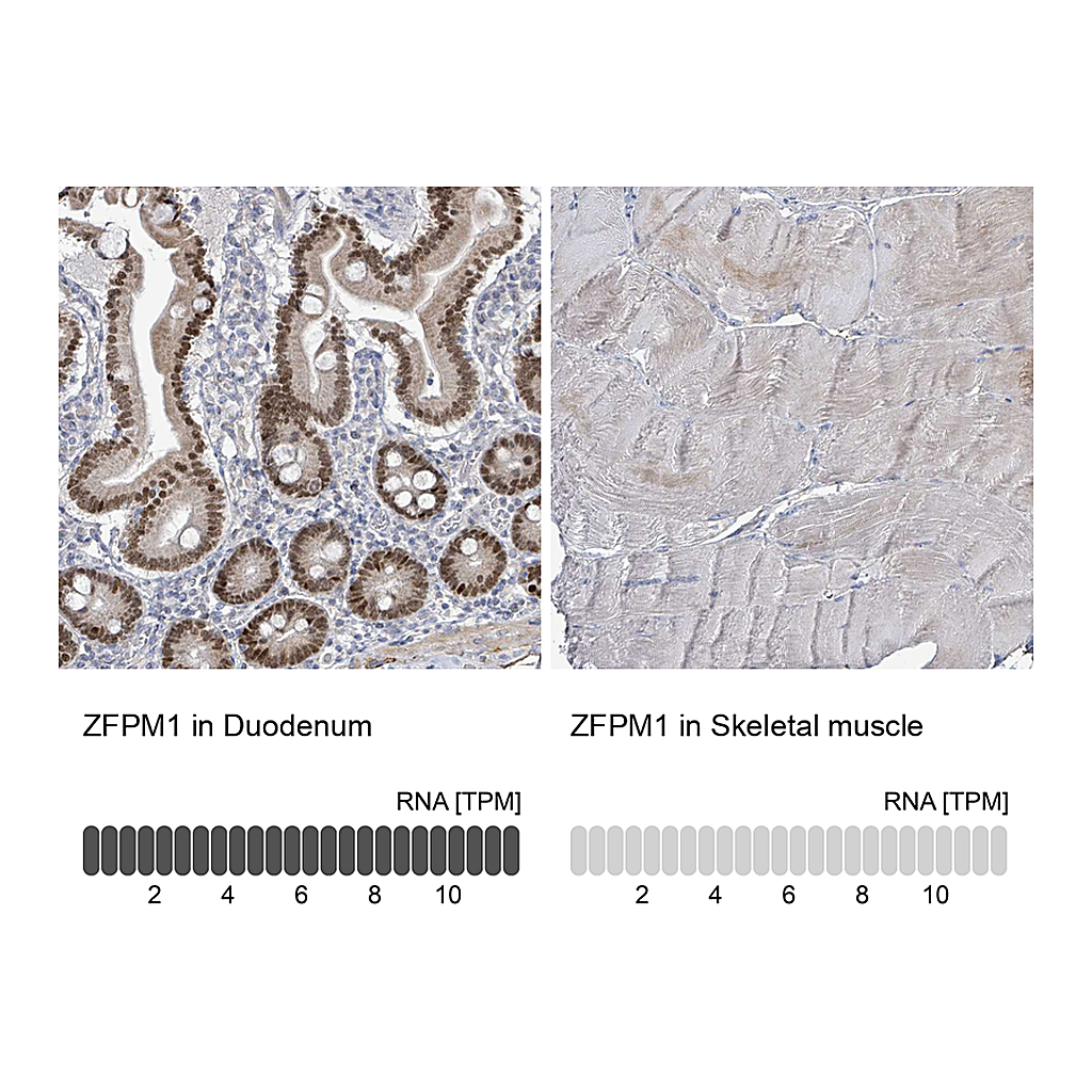 Atlas Antibodies Anti-ZFPM1 Antibody