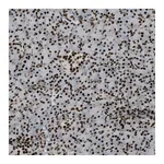 Atlas Antibodies Anti-ZFR Antibody