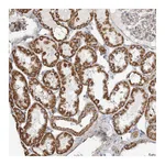 Atlas Antibodies Anti-ZFYVE16 Antibody