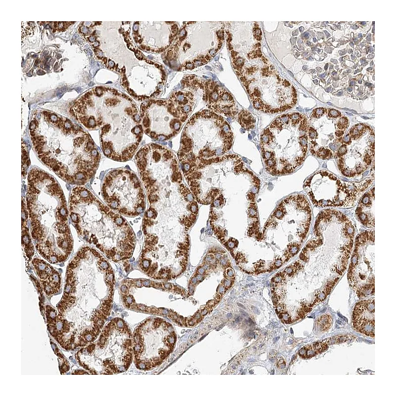 Atlas Antibodies Anti-ZFYVE16 Antibody