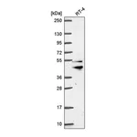 Atlas Antibodies Anti-ZFYVE27 Antibody