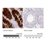 Atlas Antibodies Anti-ZG16 Antibody