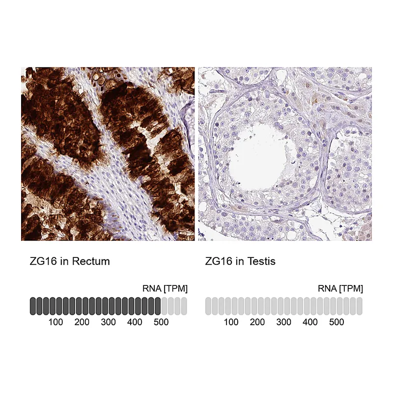 Atlas Antibodies Anti-ZG16 Antibody